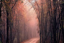 德甲最新积分战报：卫冕冠军紧追拜仁，多特踢疯了制造惨案.